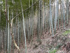 -上海佘山国家森林公园天马山园