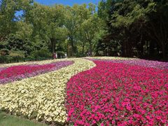 -上海共青森林公园