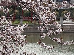 -嘉定紫藤园