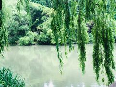 -上海滨江森林公园
