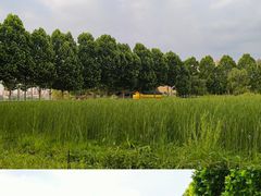 -洋湖国家湿地公园