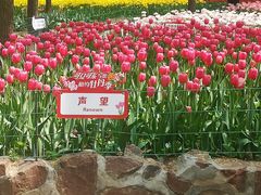 -洛阳郁金香牡丹园