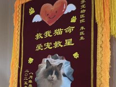 -米苏动物医院·犬猫专科·骨科外科内窥镜