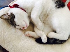 iphone_upload_pic-海边的猫和咖啡馆