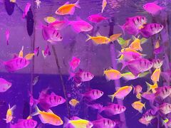 -青石桥花鸟鱼虫市场(叠翠城店)