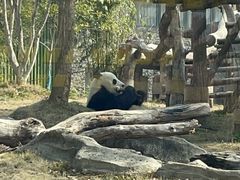 -武汉动物园