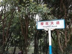 -武汉大学-樱园