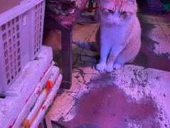 -厕所串串(文殊院店)