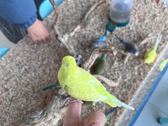 -怪兽屋·羊驼·猫咖·狗咖(俊华广场店)