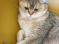 -有喵·猫咖·狗咖·40+猫狗有小奶狗(岗厦店)