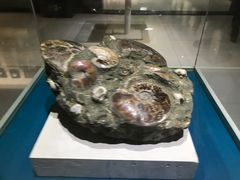 -青岛贝壳博物馆