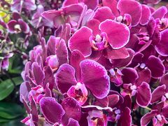 -双季花艺园艺市场(浦东店)