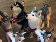 春杏-Husky Go! 哈士奇体验馆·宠物咖啡厅狗咖