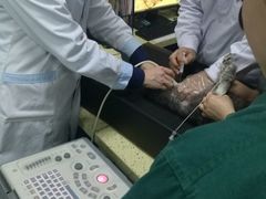 -睿金宠物医院·CT·肿瘤·骨外科
