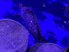 -海合安青岛极地海洋公园