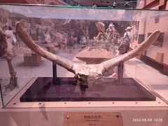 -陕西自然博物馆