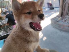 -柴犬高等学院·狗咖·柴犬售卖·宠物训练