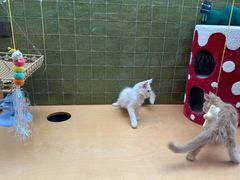 -帕帕拉兹宠物(亚洲旗舰店)