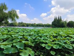 -济南大明湖景区