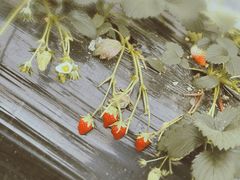 -尚田草莓姑娘白草莓采摘基地