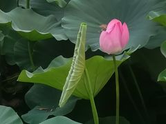 -莲花池公园