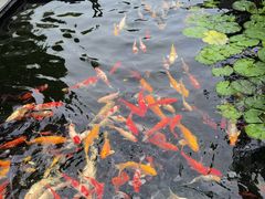 -广州白天鹅宾馆