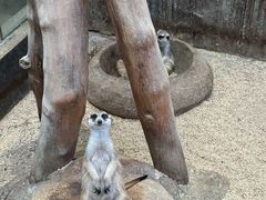 -麦当劳(融创茂店)