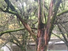 -杭州植物园