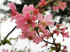 -天适樱花悠乐园