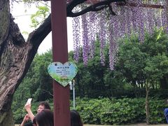 -嘉定紫藤园