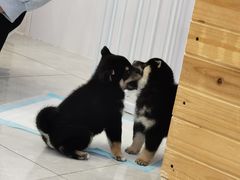 -柴犬小屋·柴餐厅·狗咖食堂(金鼎广场店)