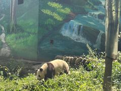 -中国大熊猫保护研究中心雅安碧峰峡基地