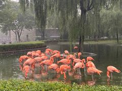 -石家庄市动物园