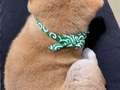 -逗柴咖啡屋·狗咖猫咖宠物桌游
