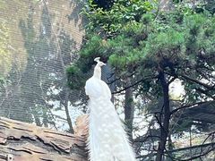 -燕塞湖鸟语林景区