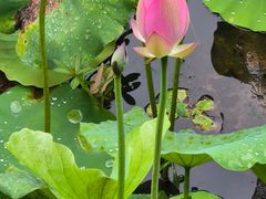 -深圳仙湖植物园