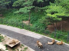-大连森林动物园