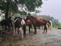 -铁山坪森林公园