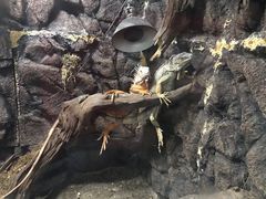 -深圳野生动物园