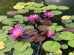 -国家植物园南园