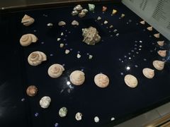 -青岛贝壳博物馆