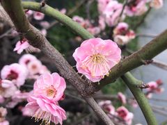 -秀丽东方