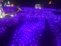 -大塘金香草谷