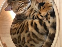-猫和宫(六道口店)