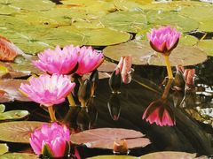 -国家植物园南园