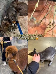 -Zoolung Zoolung动物主题公园(海信广场店)