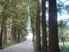 -上海滨江森林公园