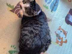 -美联众合动物医院(·中兽医·疑难杂症·严家桥分院)