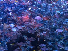 -成都浩海立方海洋公园