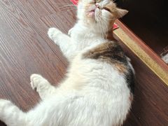 -猫岛主趣味餐厅(鼓浪屿店)